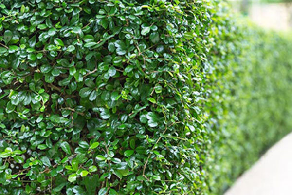 hedge trimming new zealand