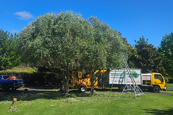 tauranga tree trimming and pruning